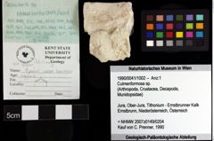 Foto (Objket + Etiketten) von Culmenformosa sp. 